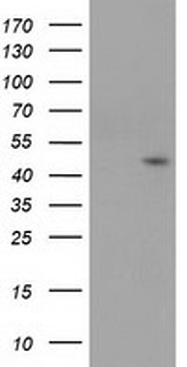 SERPINB4 Antibody in Western Blot (WB)