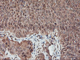 SERPINB6 Antibody in Immunohistochemistry (Paraffin) (IHC (P))