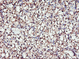 SERPINB6 Antibody in Immunohistochemistry (Paraffin) (IHC (P))