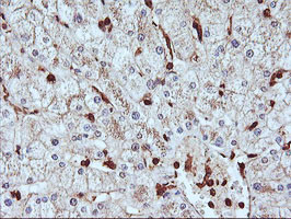 SERPINB6 Antibody in Immunohistochemistry (Paraffin) (IHC (P))