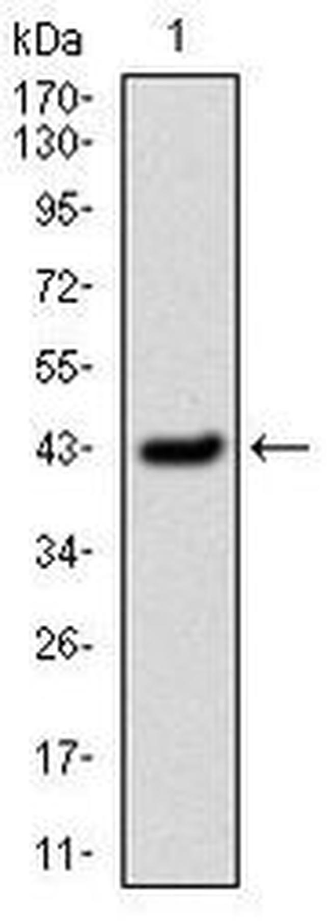 PAI1 Antibody in Western Blot (WB)