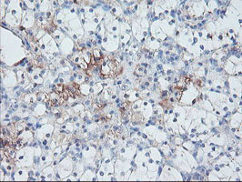 SERPINE2 Antibody in Immunohistochemistry (Paraffin) (IHC (P))