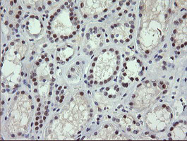 SESTD1 Antibody in Immunohistochemistry (Paraffin) (IHC (P))