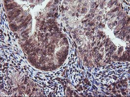 SETD7 Antibody in Immunohistochemistry (Paraffin) (IHC (P))