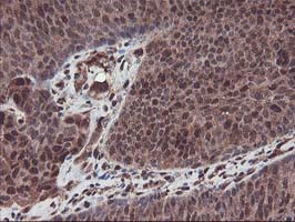 SETD7 Antibody in Immunohistochemistry (Paraffin) (IHC (P))