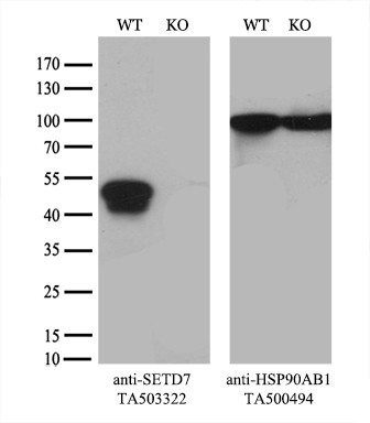 SETD7 Antibody