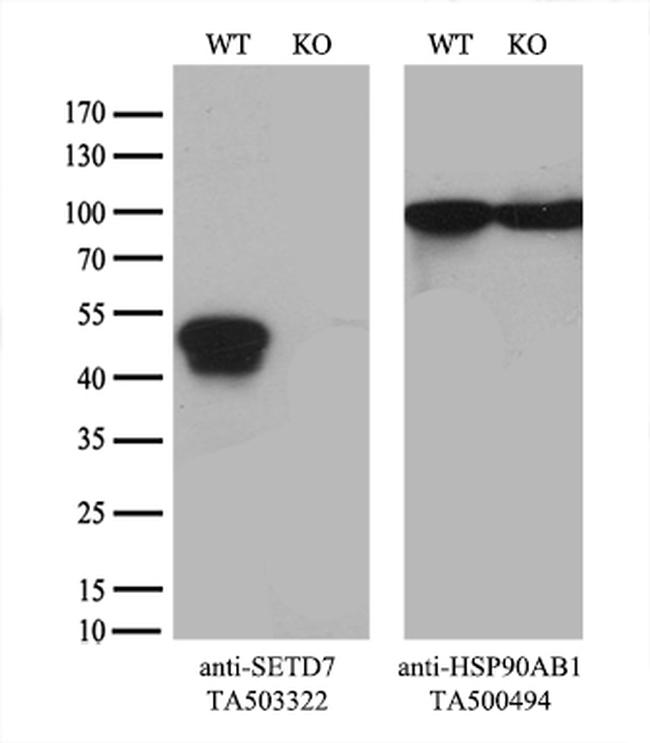 SETD7 Antibody in Western Blot (WB)