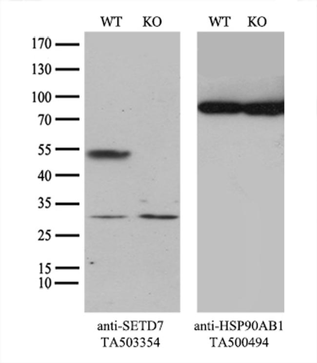 SETD7 Antibody in Western Blot (WB)