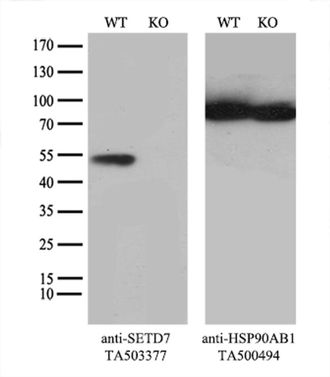 SETD7 Antibody in Western Blot (WB)