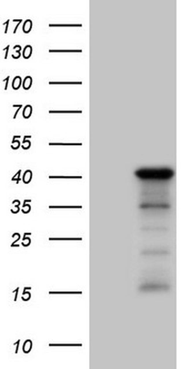 SETD8 Antibody in Western Blot (WB)