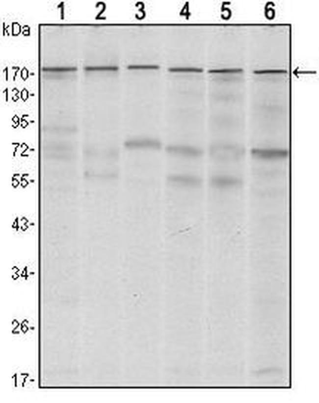 SETDB1 Antibody in Western Blot (WB)