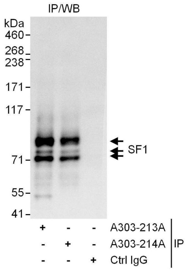 SF1 Antibody in Immunoprecipitation (IP)