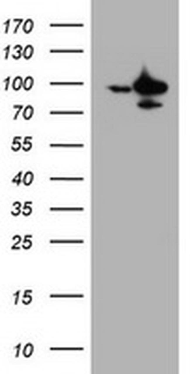 SF3A1 Antibody in Western Blot (WB)