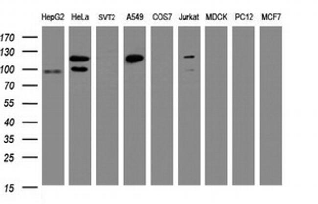 SF3A1 Antibody in Western Blot (WB)