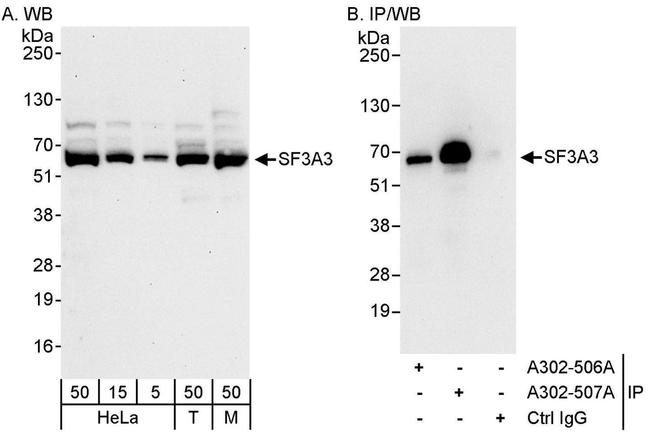 SF3A3 Antibody in Western Blot (WB)