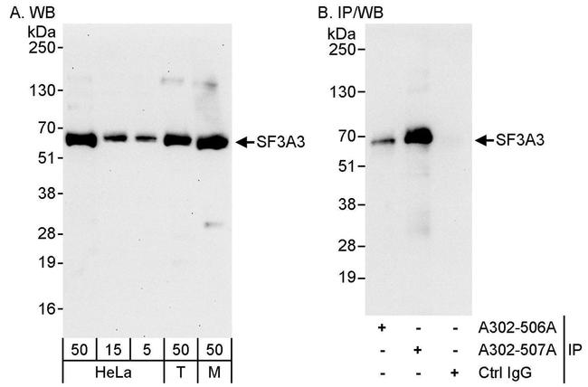 SF3A3 Antibody in Western Blot (WB)