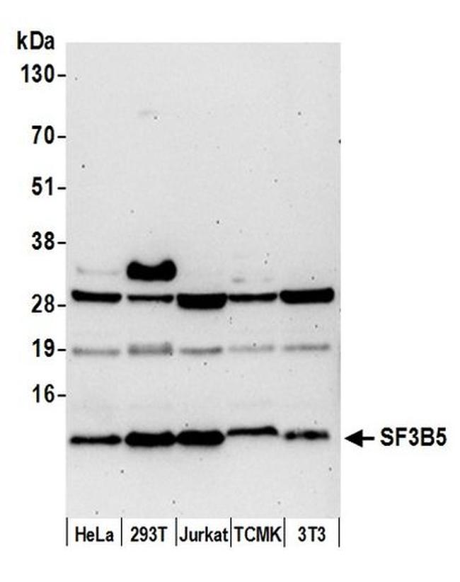 SF3B5 Antibody in Western Blot (WB)