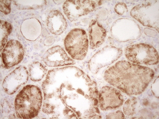 SFRP2 Antibody in Immunohistochemistry (Paraffin) (IHC (P))