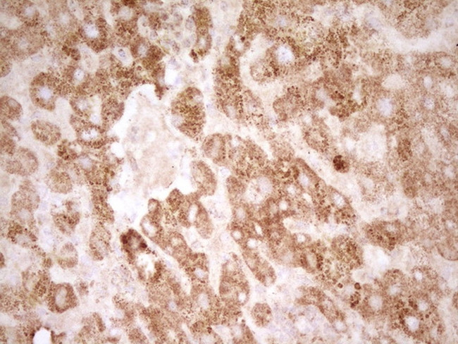 SFRP2 Antibody in Immunohistochemistry (Paraffin) (IHC (P))