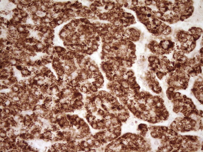 SFRP2 Antibody in Immunohistochemistry (Paraffin) (IHC (P))