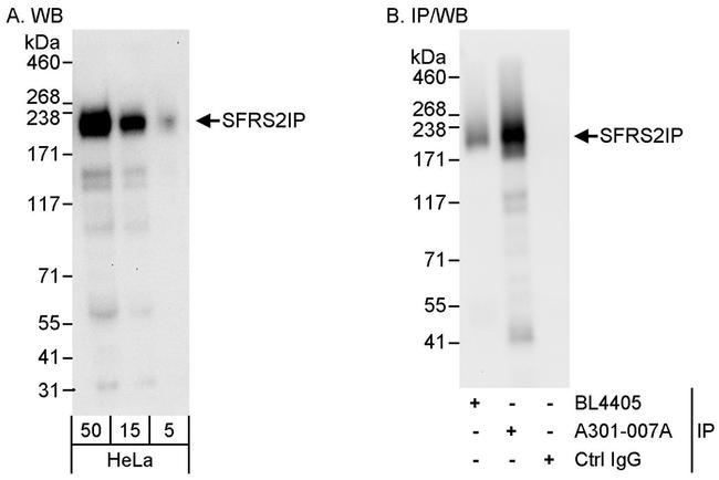 SFRS2IP Antibody in Western Blot (WB)