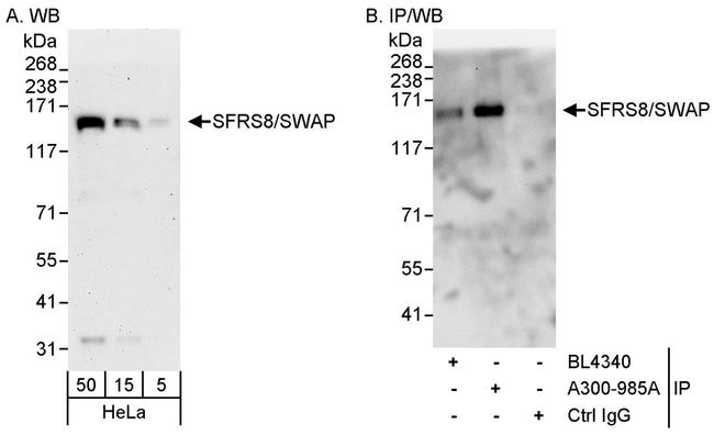 SFRS8/SWAP Antibody in Western Blot (WB)