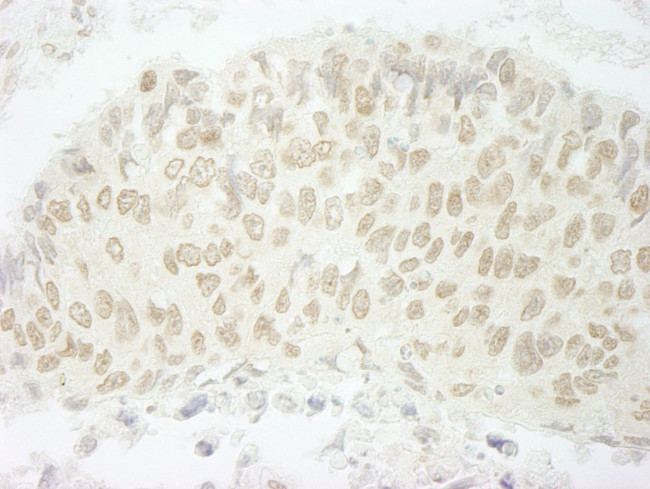 SFRS8/SWAP Antibody in Immunohistochemistry (IHC)