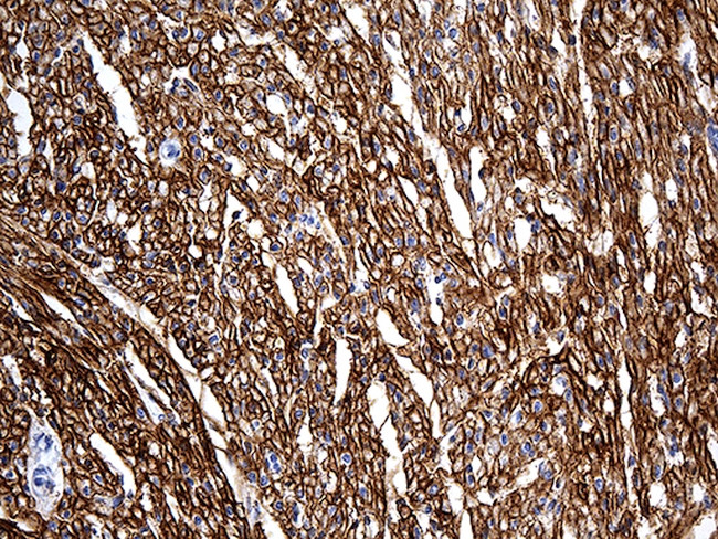 SGCD Antibody in Immunohistochemistry (Paraffin) (IHC (P))