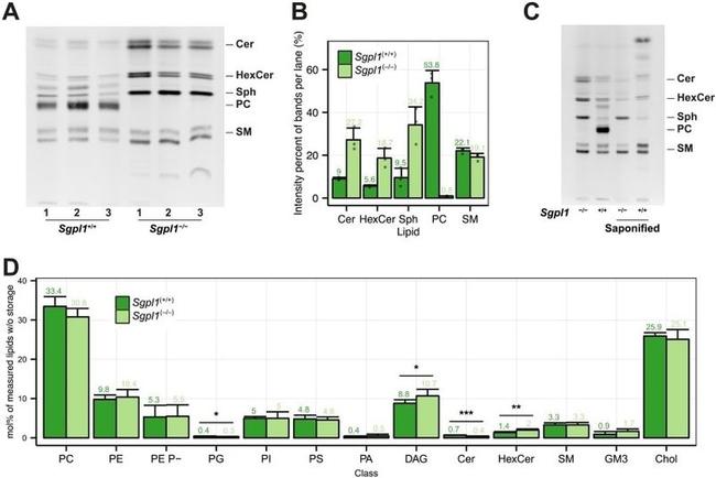 SGPL1 Antibody in Western Blot (WB)