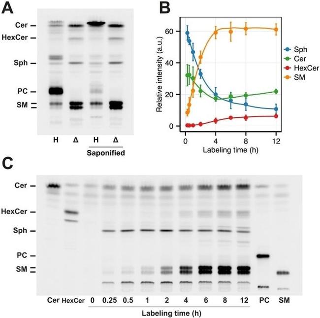 SGPL1 Antibody in Western Blot (WB)