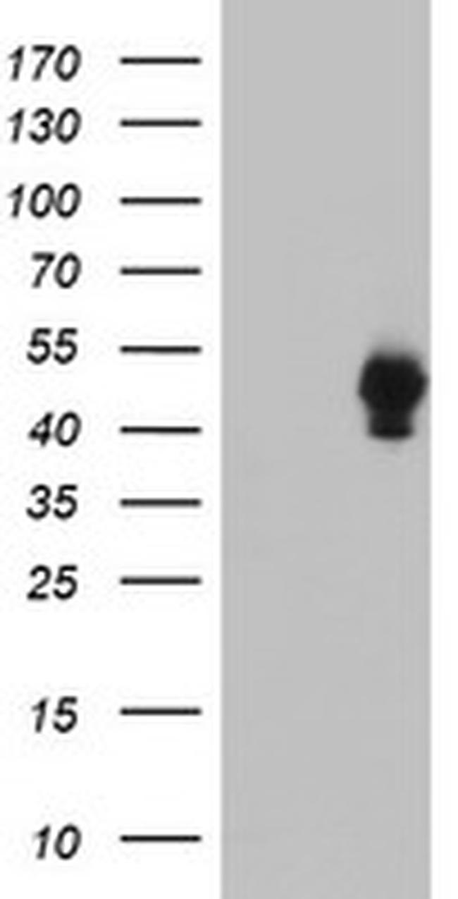 SH2D2A Antibody in Western Blot (WB)