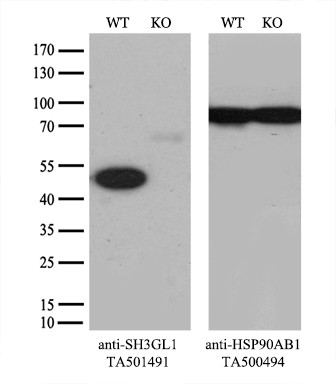 SH3GL1 Antibody