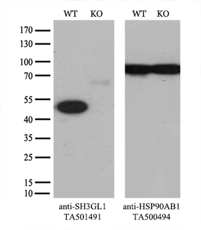 SH3GL1 Antibody in Western Blot (WB)