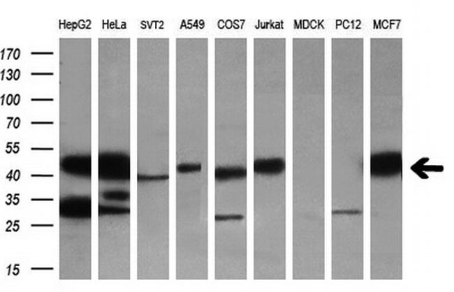 SH3GL1 Antibody in Western Blot (WB)