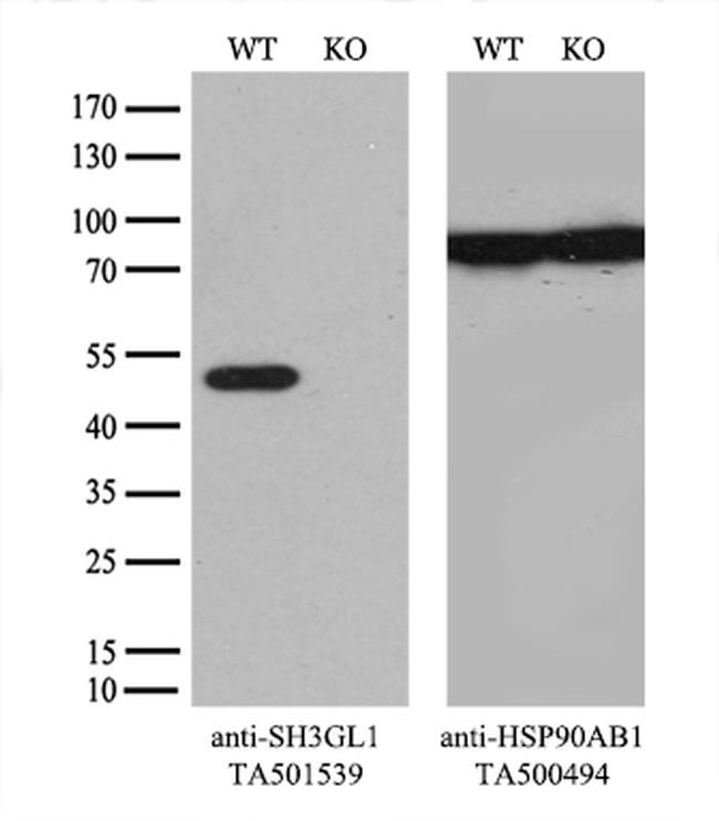 SH3GL1 Antibody in Western Blot (WB)