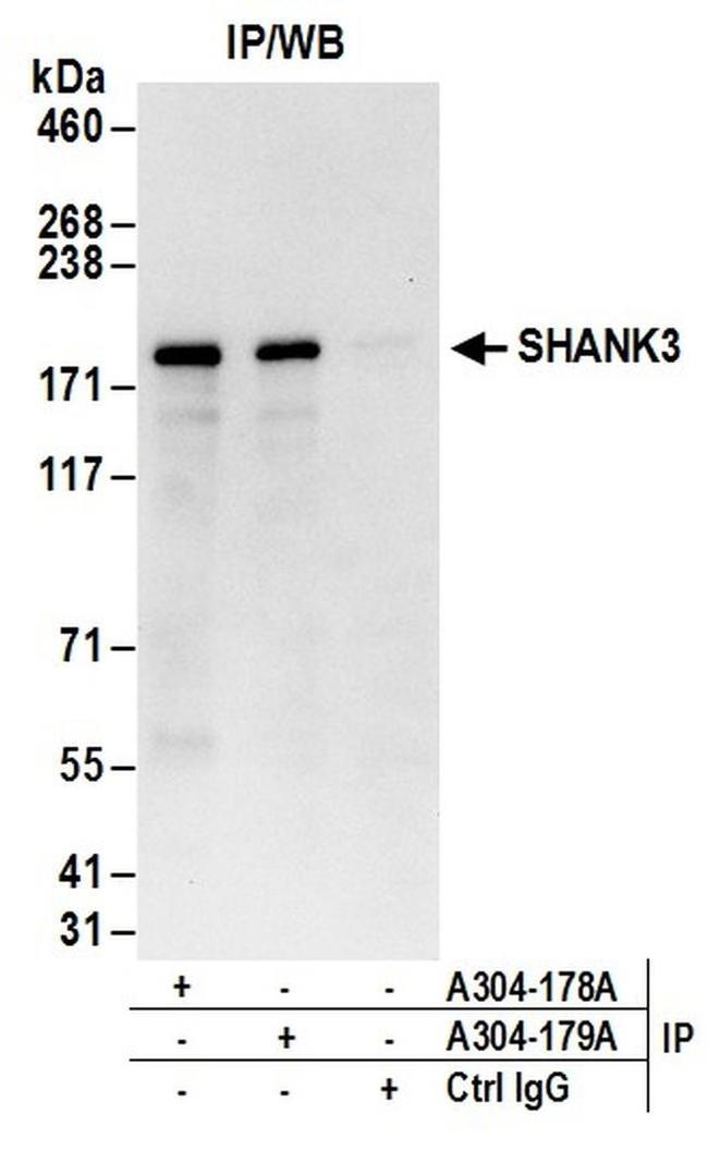 SHANK3 Antibody in Western Blot (WB)