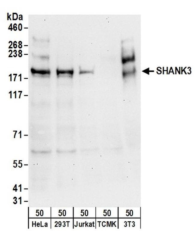 SHANK3 Antibody in Western Blot (WB)