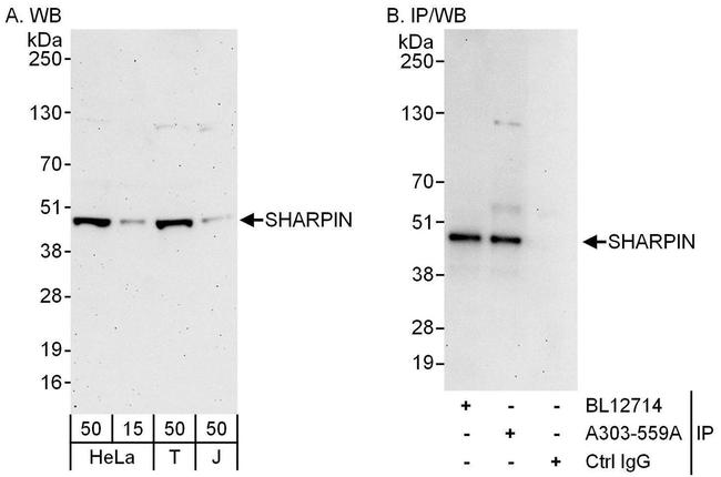 SHARPIN Antibody in Western Blot (WB)