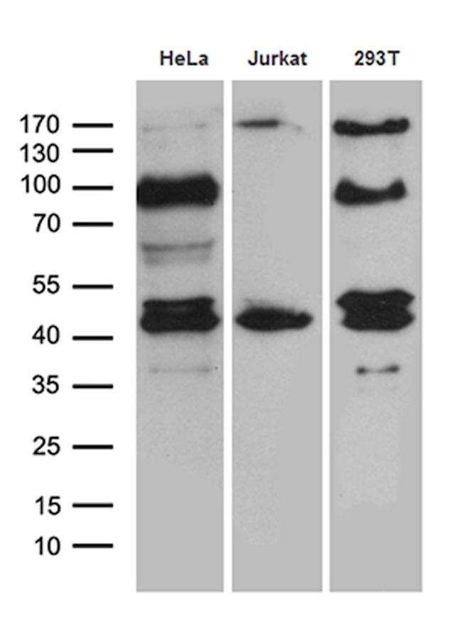 SHARPIN Antibody in Western Blot (WB)