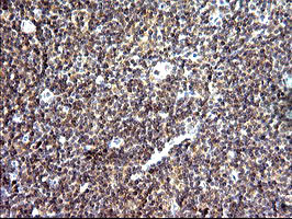 SHBG Antibody in Immunohistochemistry (Paraffin) (IHC (P))