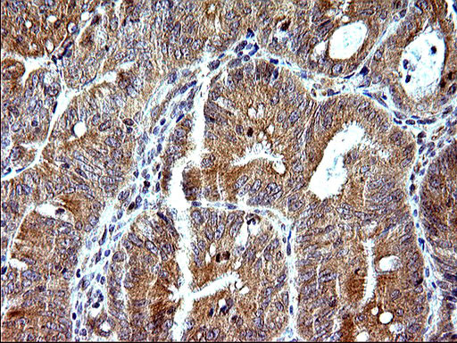 SHBG Antibody in Immunohistochemistry (Paraffin) (IHC (P))