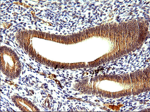 SHBG Antibody in Immunohistochemistry (Paraffin) (IHC (P))