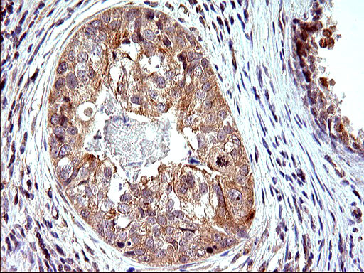 SHBG Antibody in Immunohistochemistry (Paraffin) (IHC (P))