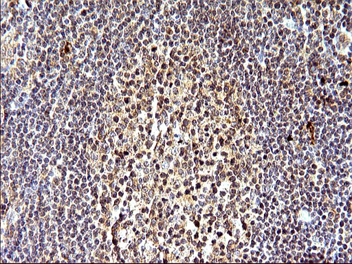 SHBG Antibody in Immunohistochemistry (Paraffin) (IHC (P))