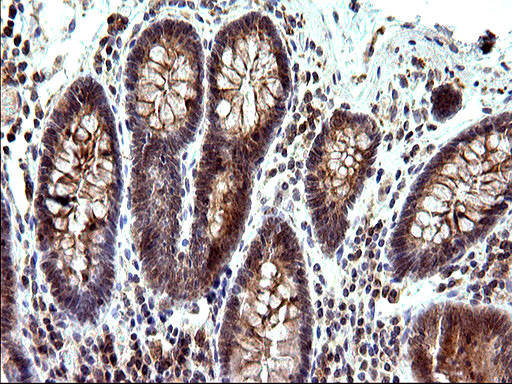 SHBG Antibody in Immunohistochemistry (Paraffin) (IHC (P))