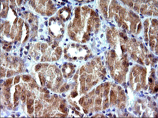 SHBG Antibody in Immunohistochemistry (Paraffin) (IHC (P))