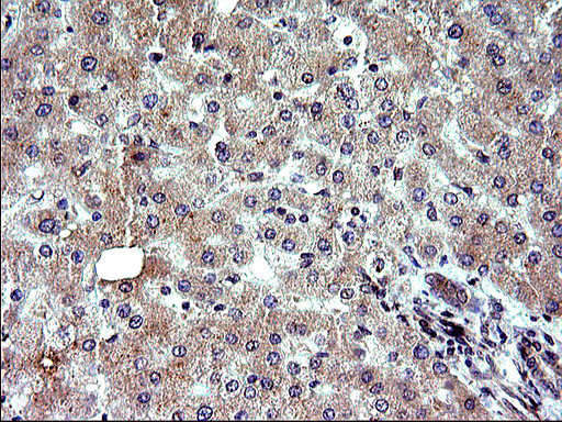 SHBG Antibody in Immunohistochemistry (Paraffin) (IHC (P))