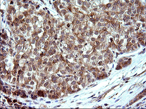 SHBG Antibody in Immunohistochemistry (Paraffin) (IHC (P))