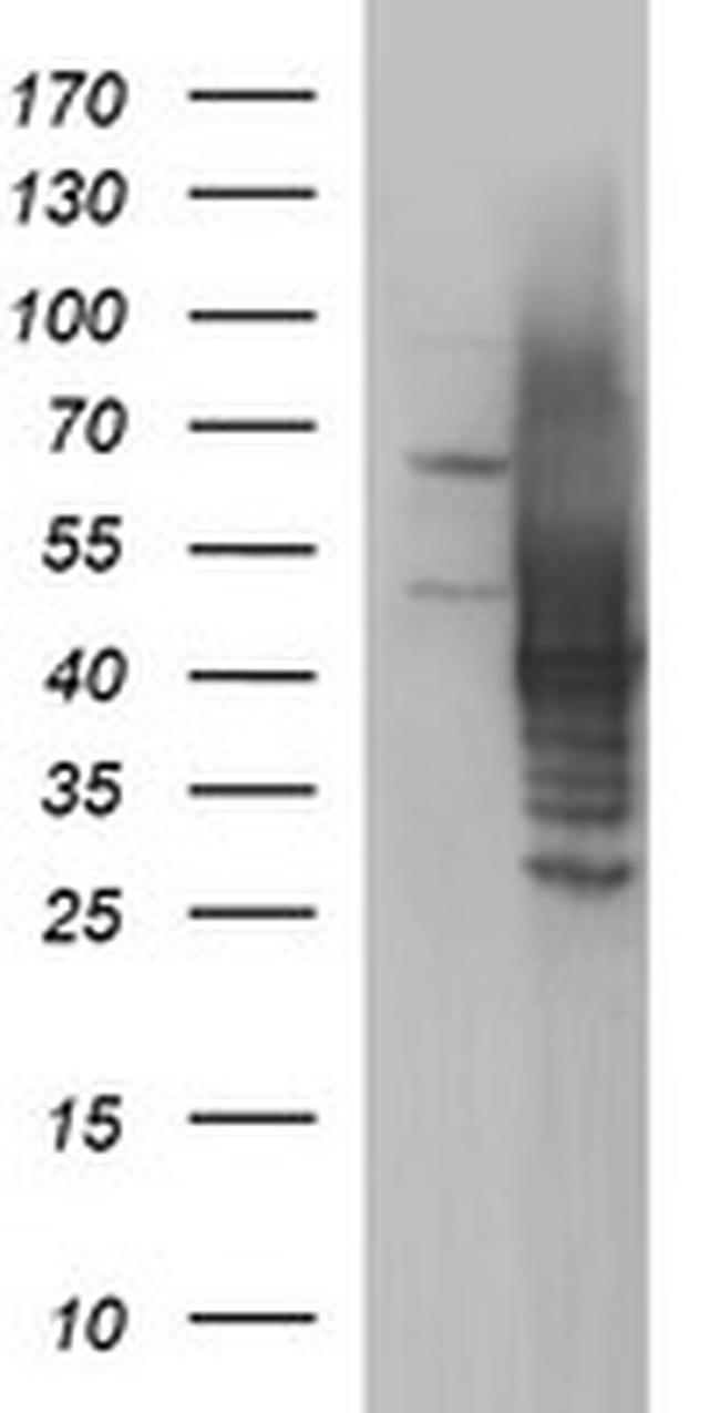 SHBG Antibody in Western Blot (WB)