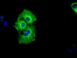 SHC1 Antibody in Immunocytochemistry (ICC/IF)